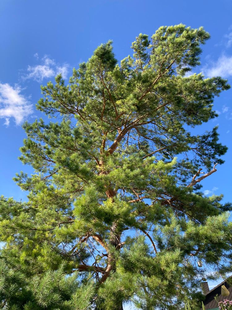 Baum vor Himmel 
