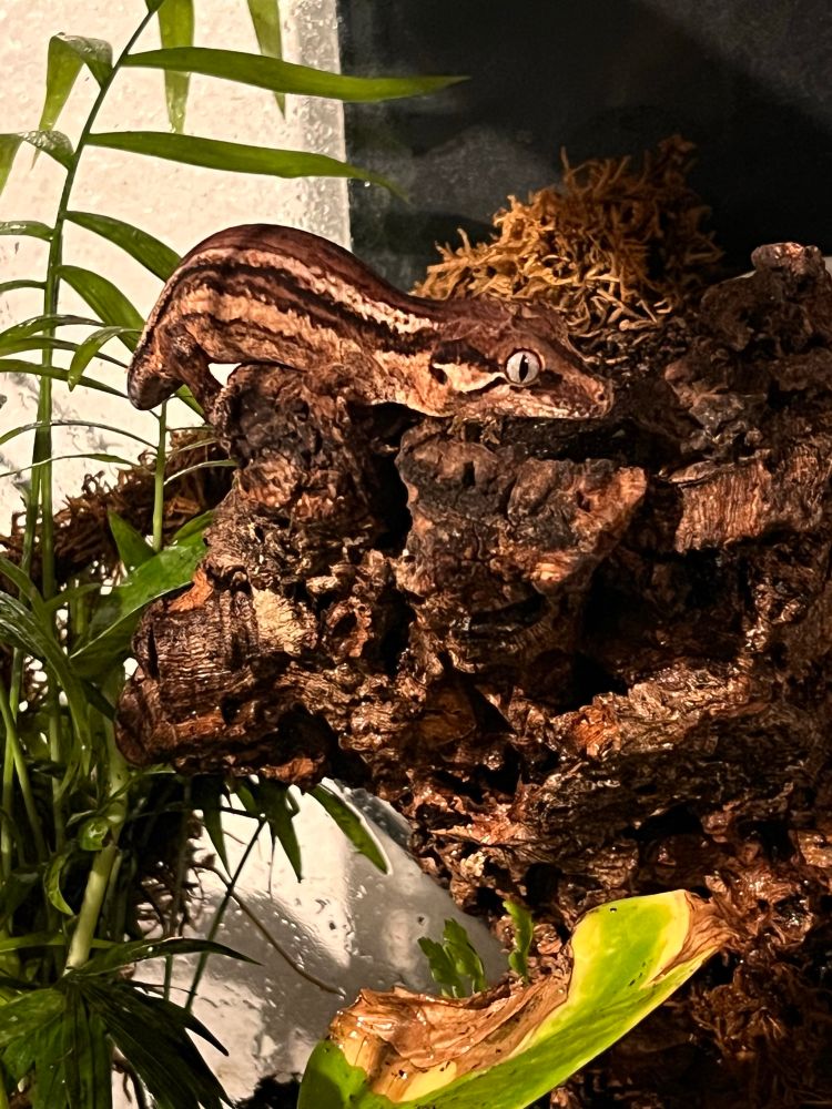 A Gargoyle gecko in a terrarium, laying on bark