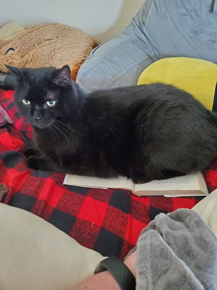 Black cat sitting on opened book looking at camera