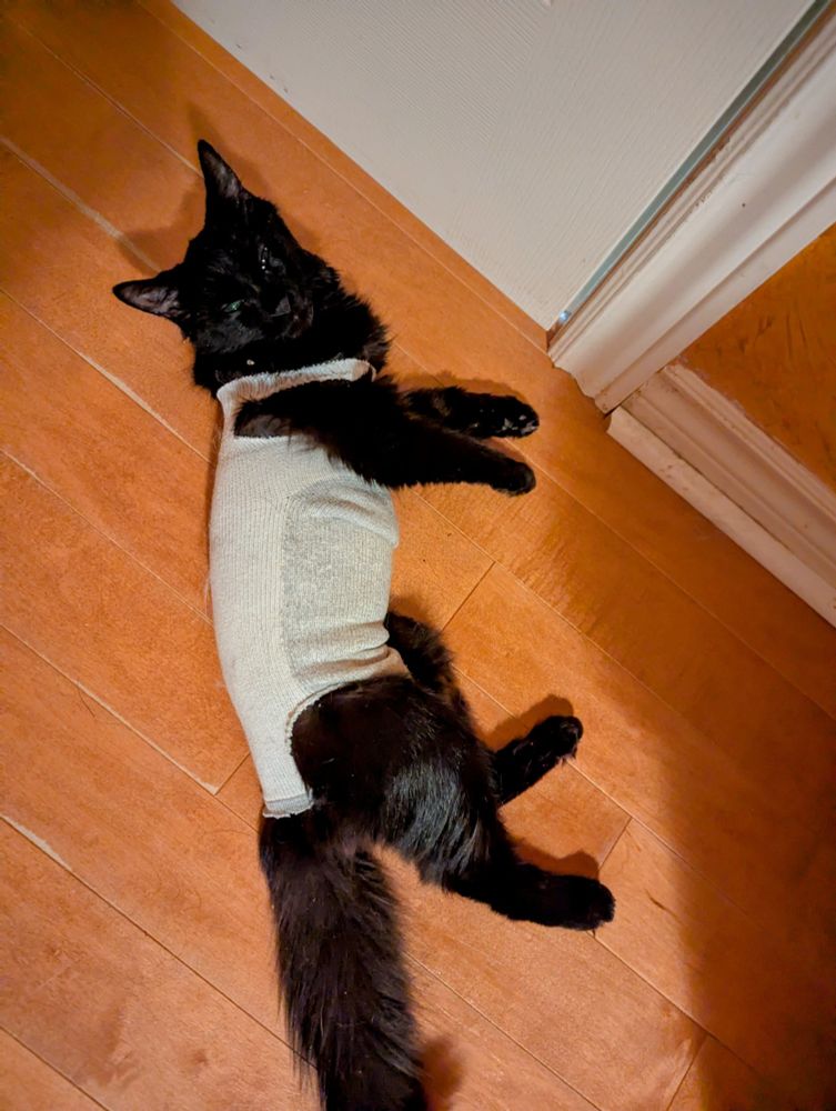 GIR, a black void kitten in a sock with holes cut into it.