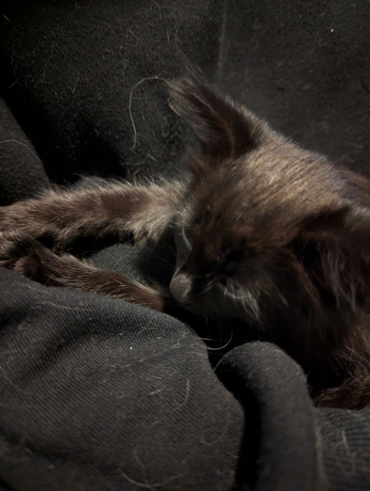 A sleepy long haired black kitten on a black sweater