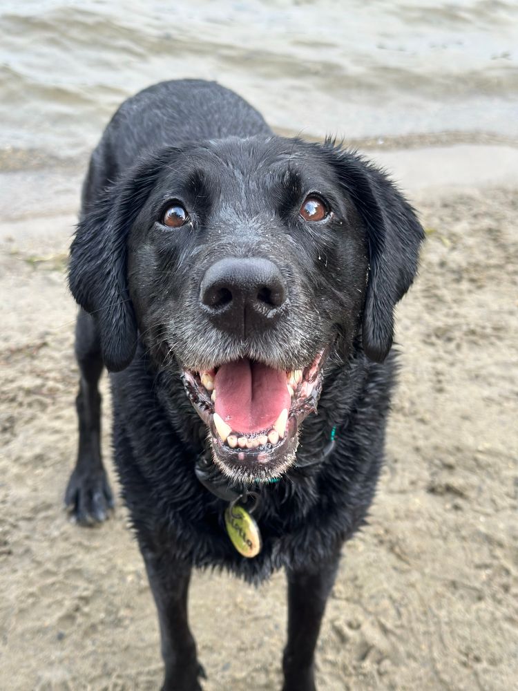 Sandy black dog looks up at camera 