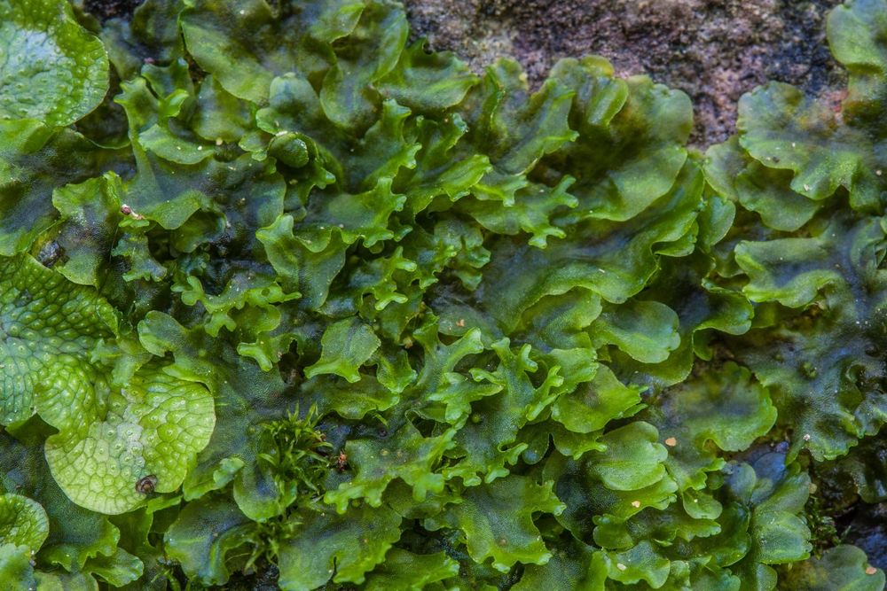 PELLIA ENDIVIIFOLIA