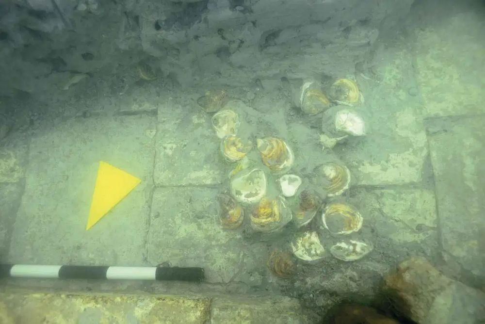 A cluster of oyster shells lies on a stone-paved seafloor, partially covered in sediment. A yellow triangular marker and a black-and-white measuring stick are placed nearby for scale.