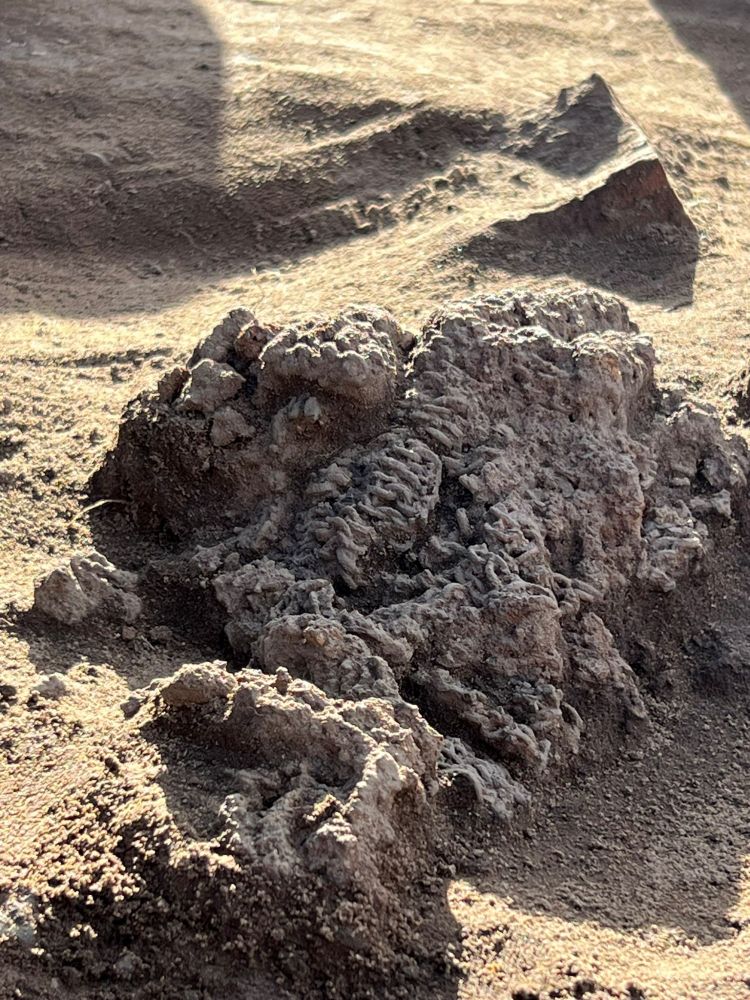 A photo taken during excavations showing the chainmail 