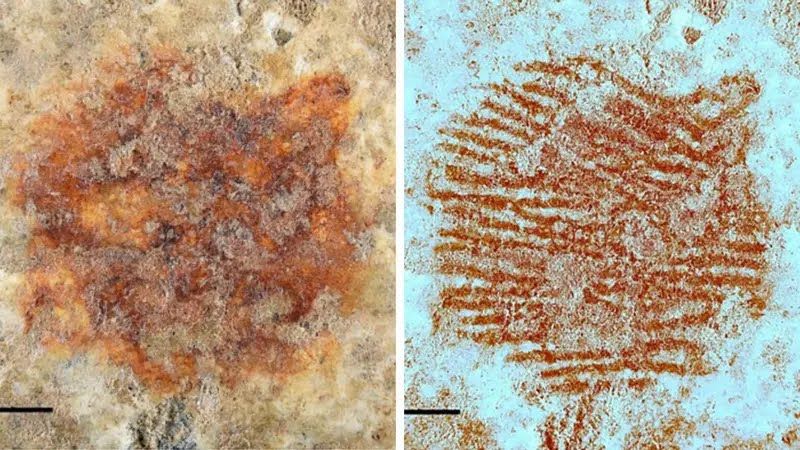 On the left picture the red dot, on the right one a fingerprint. 
Multi-spectrum analysis led to the identification of a fingerprint from the red dot