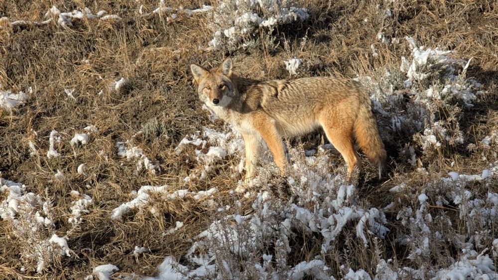 A coyote pauses to look over at Chelsea in her vehicle. Theodore Roosevelt National Park, Medora, ND, 11-27&2025.