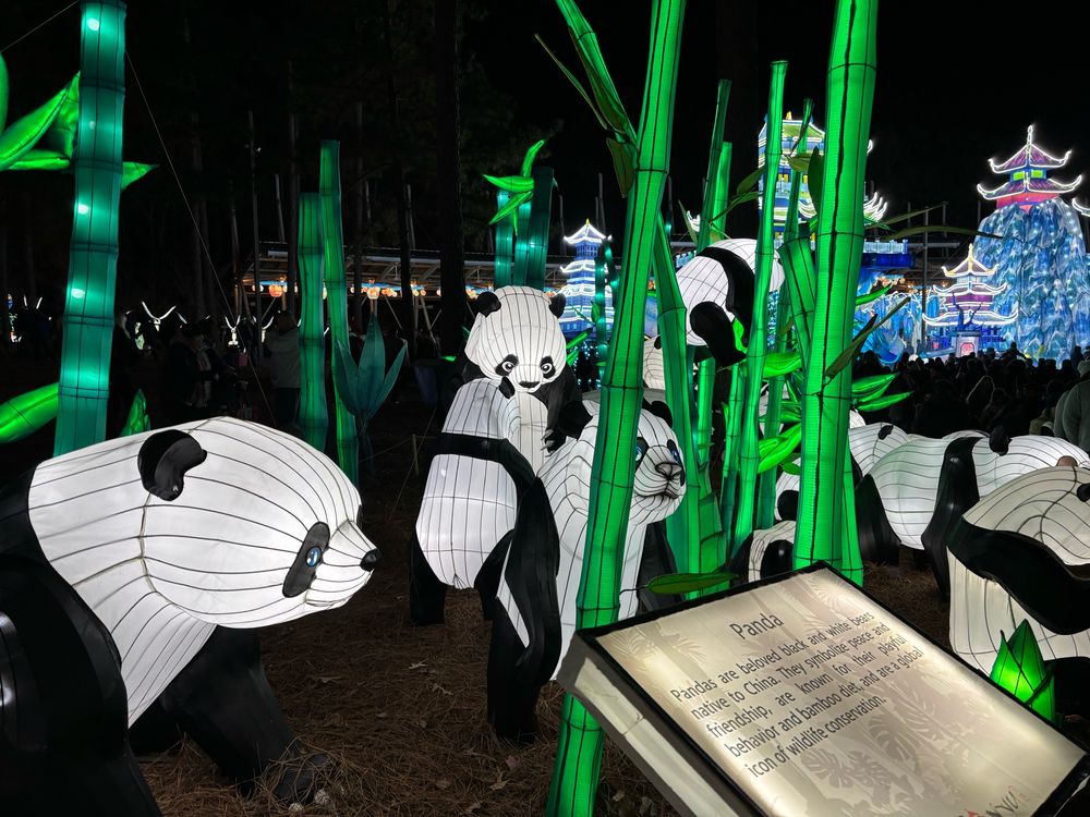 Panda display at the Chinese Lantern Festival