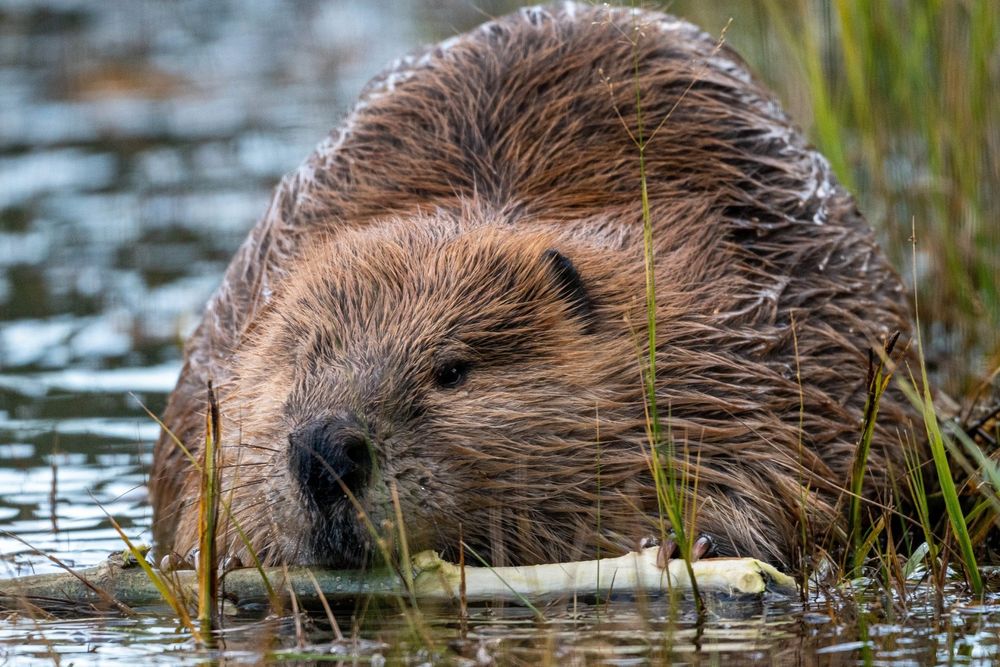 A brown beaver with a stick in the water!