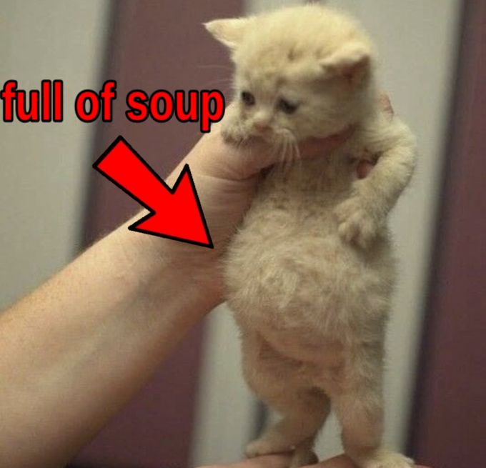 this cat is full of soup