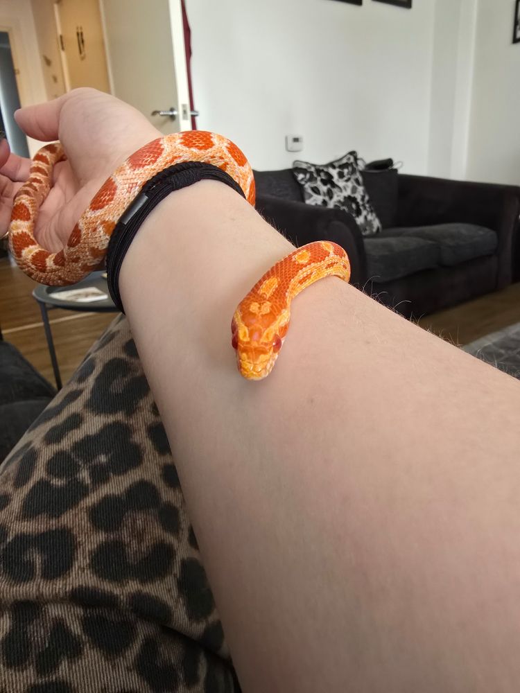 An orange corn snake slithering up an arm.