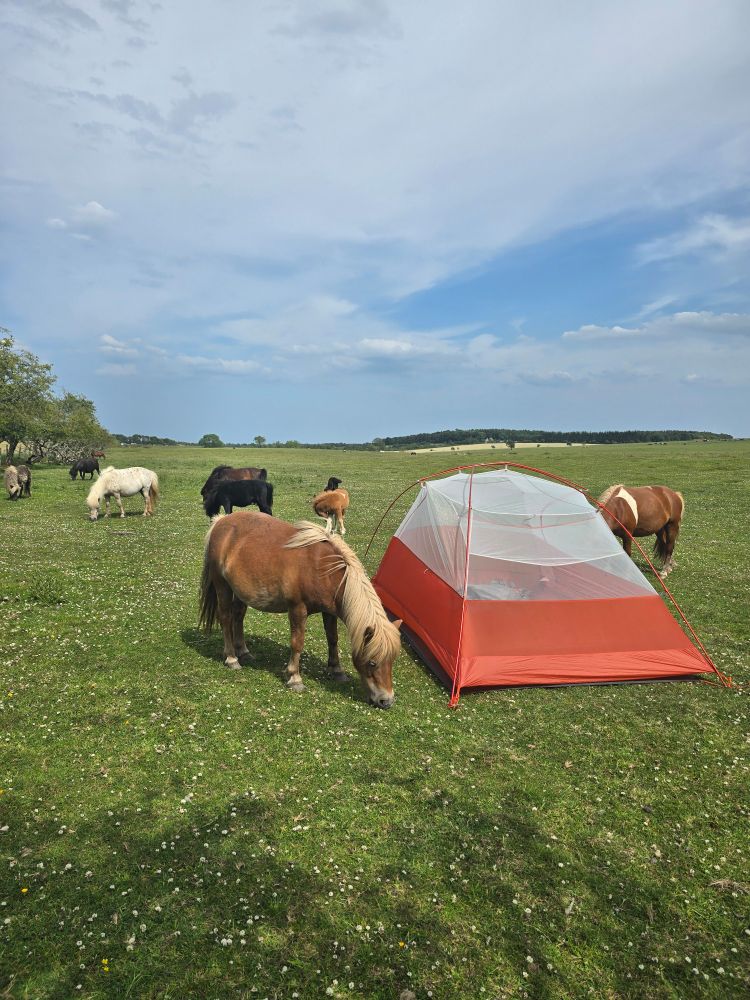 The inner part of a tent set up in a field. The field has ponies in it. Two ponies are sniffing the tent