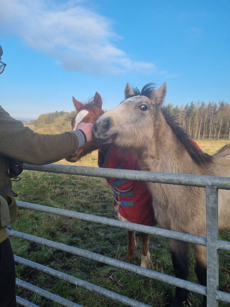 A person is stroking two horses who are behind a gate. The furthest is chestnut coloured with a red coat, the closest is an off white with a black mane.