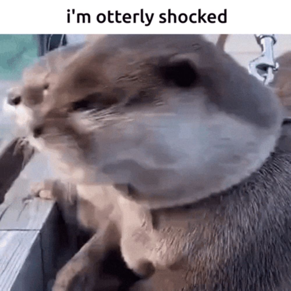 a close up of an otter with the words `` i 'm otterly shocked '' on the bottom .