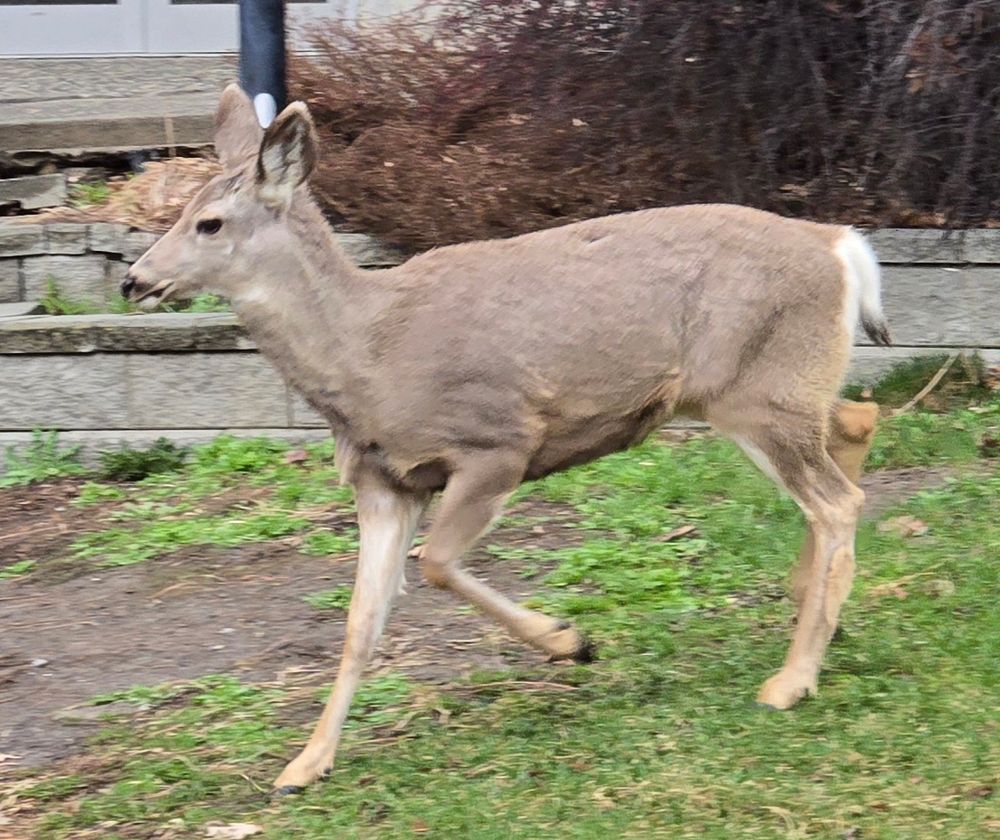 Deer on campus at Thompson Rivers University. 