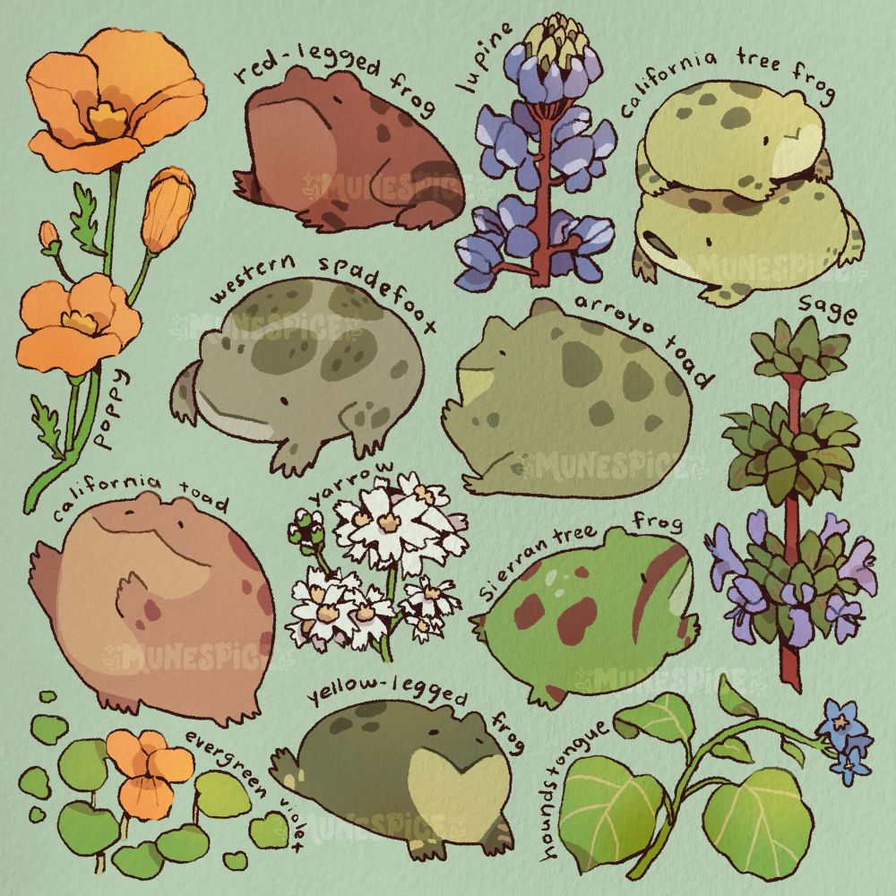 An illustration of frogs, toads, and flowers all native to california featuring the CA poppy, CA toads, evergreen violet, yellow-legged frog, yarrow, western spadefoot, lupine, sierran tree frog, western houndstongue, black sage, arroyo toad, CA tree frog, and red-legged frog. 