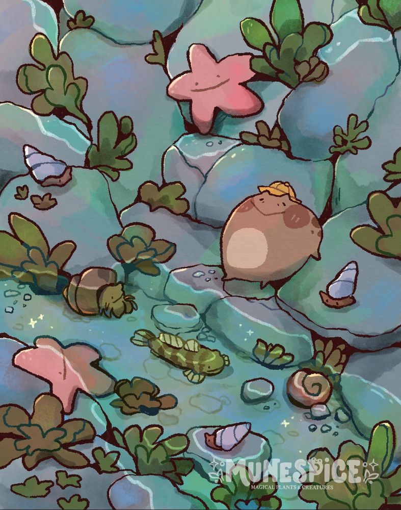 Old man “oldmon” chowder is sitting on some stones in a tide pools with starfish, hermit crab, small sea snails, and a tidepool sculpin around