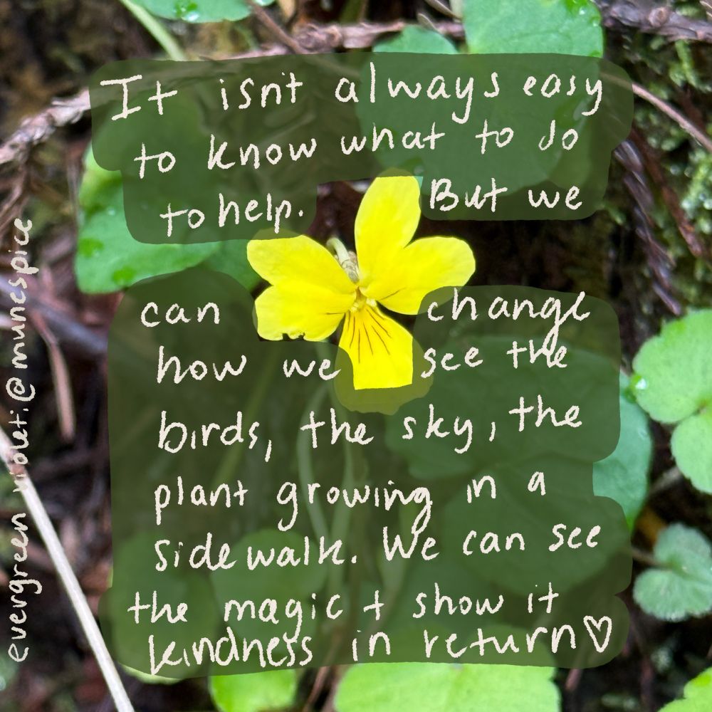 Photo of evergreen violet and caption: it isn’t always easy to know what to do to help.  But we can change how we see the birds, the sky, the plant growing in the sidewalk. We can see the magic and show it kindness in return. 