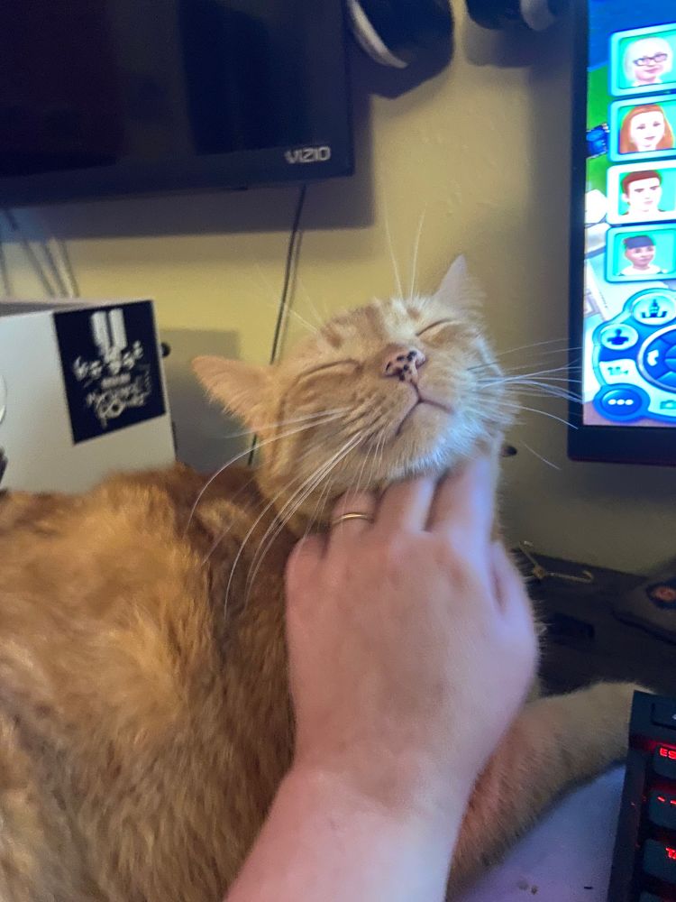 Orange cat happily getting his chin rubbed while blocking a computer