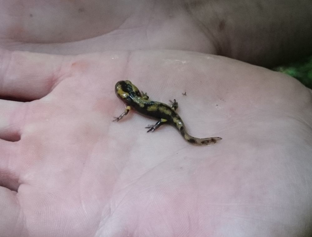 Photo d'une petite salamandre sur une main, elle fait une longueur de 3 cm