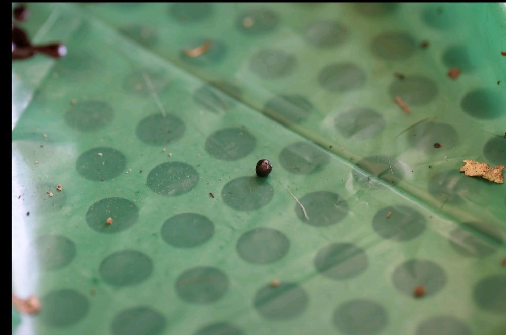 Le plomb retrouvé dans la loutre posé sur la table d'opération