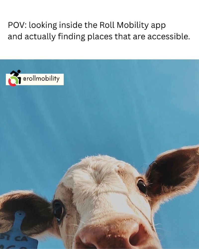A picture of a cow's face looking down over the camera. Text reads:  POV: looking inside the Roll Mobility app
and actually finding places that are accessible.