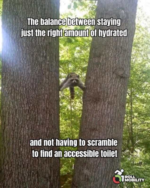 A raccoon is balancing with all four limbs between two trees. Text reads: The balance between staying just the right amount of hydrated and not having to scramble to find an accessible toilet. 