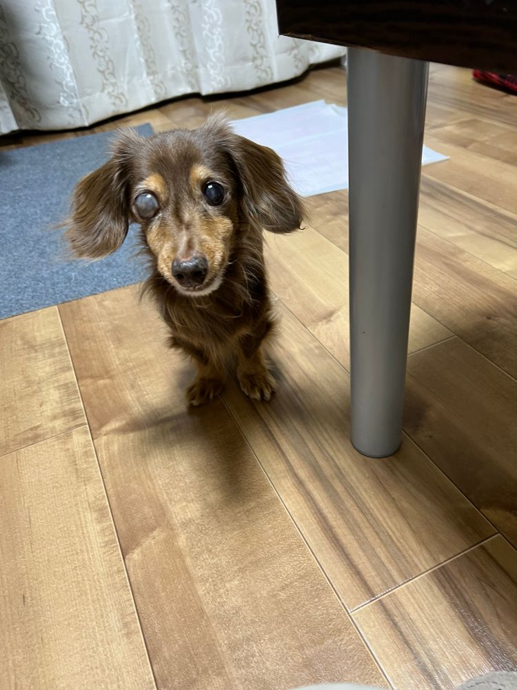 座卓の脚の側にたつチョコタンのダックスフンド。正面から撮られている。右目が白濁している。