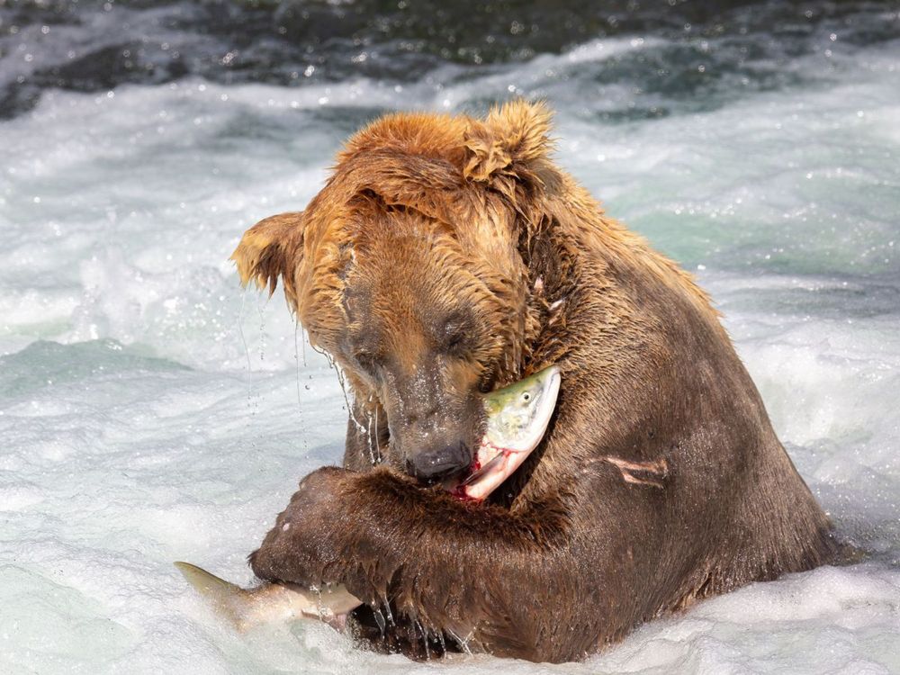 The Chonky Superstar of Fat Bear Week Is Missing, and the Competition Won't Be the Same Without Him