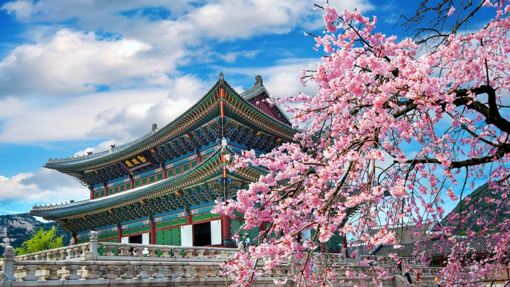 Traditional Korean palace with intricate colorful roof details framed by blooming pink cherry blossoms under a bright blue sky.