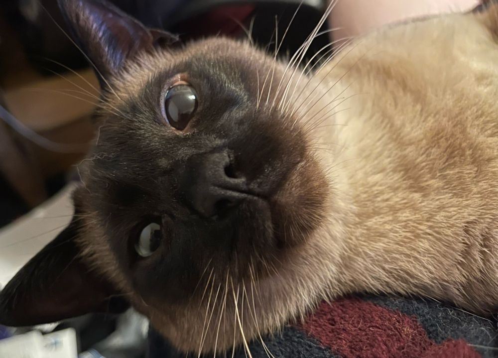 Siamese Cat