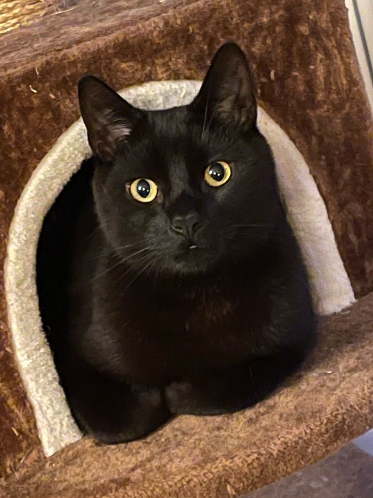 Black Cat