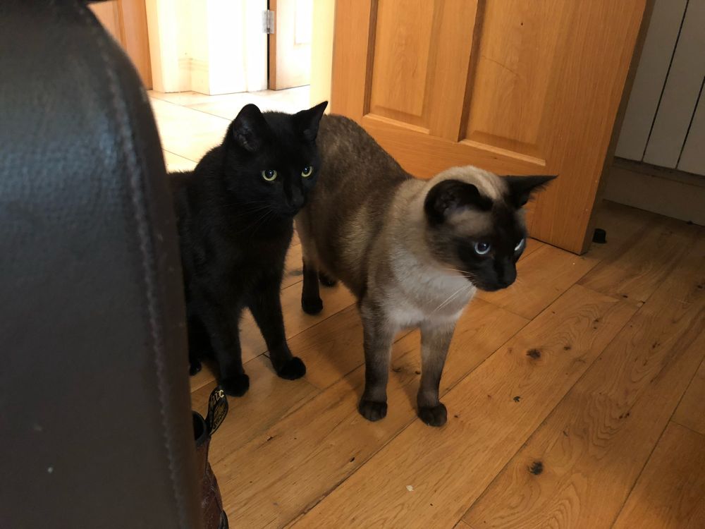 Two Cats