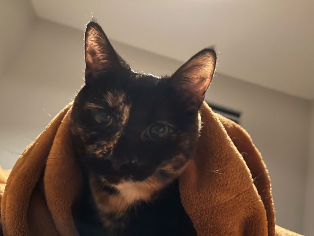 Tortoise shell cat