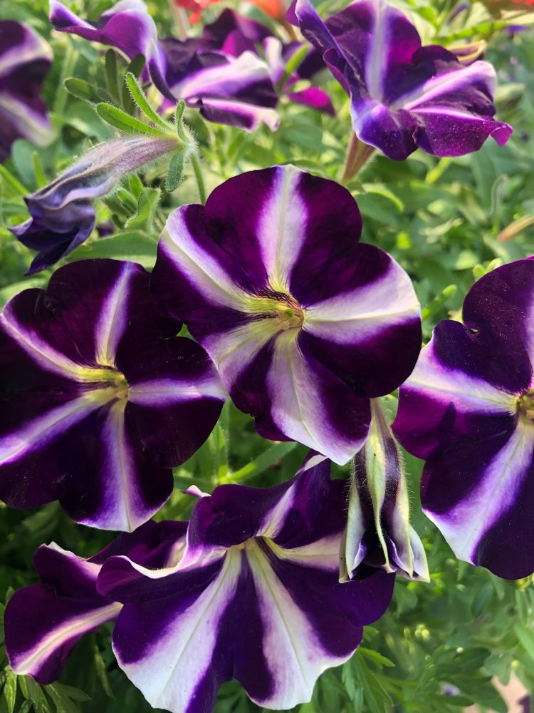  A group of purple and white stripped petunias from the garden