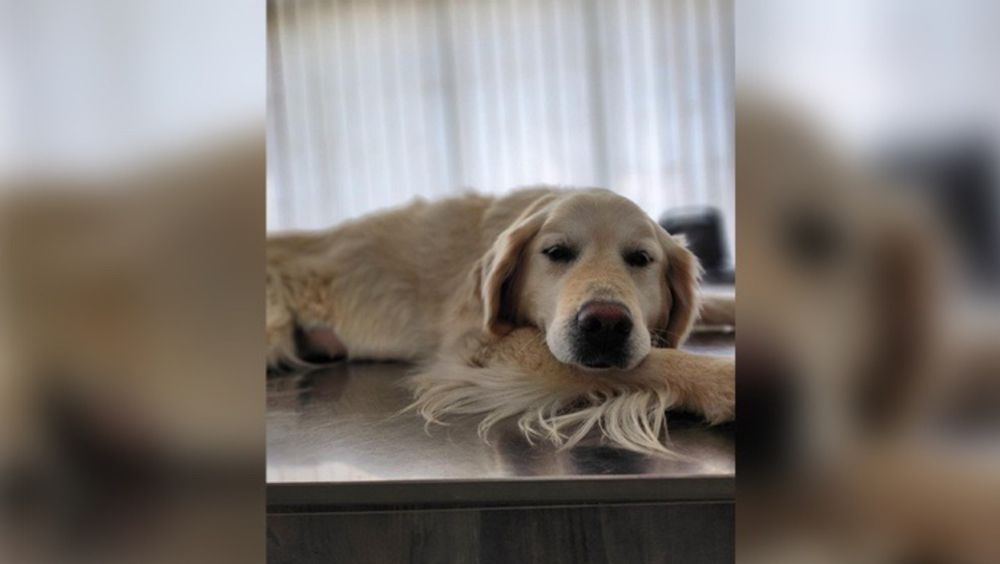 She’s only 7 years old — gentle, loyal, and the soul of our home. … Nikola Chesmadjiski needs your support for Urgent: Our Sweet Girl Needs Lifesaving Surgery