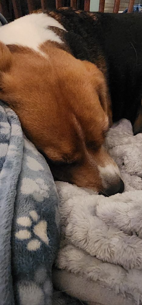 Sleeping beagle face tucked into his body as he sleep on a fuzzy gray blanket in a blue dog bed with white and blue paw prints. 