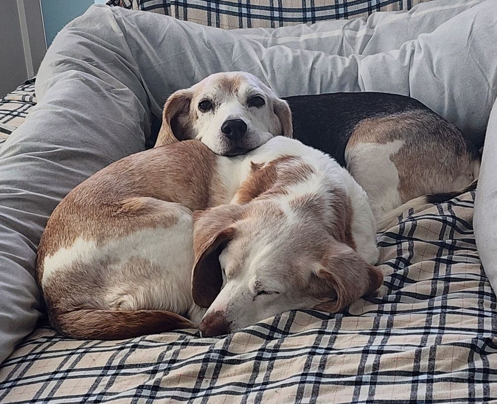 Two beagles cuddling on their chaise lounge. 