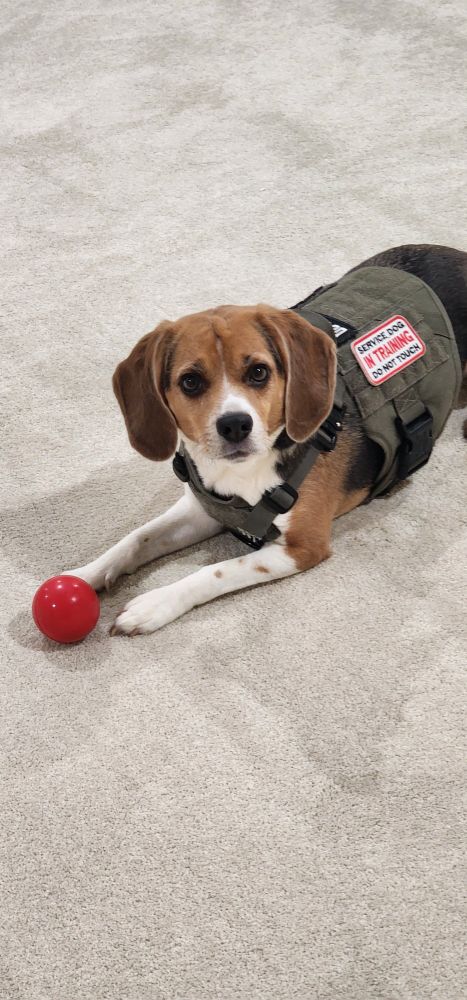 Beagle wearing service dog vest and playing with a red ball 