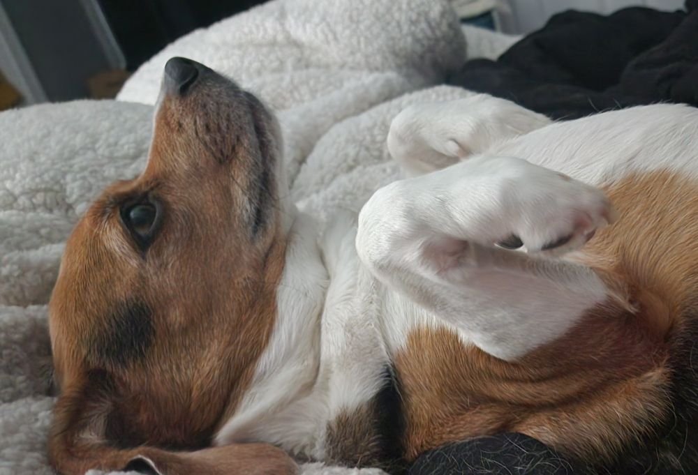 Tricolor beagle lounging on a bed on his back with his head pointed up and arms/paws folded into his chest. 