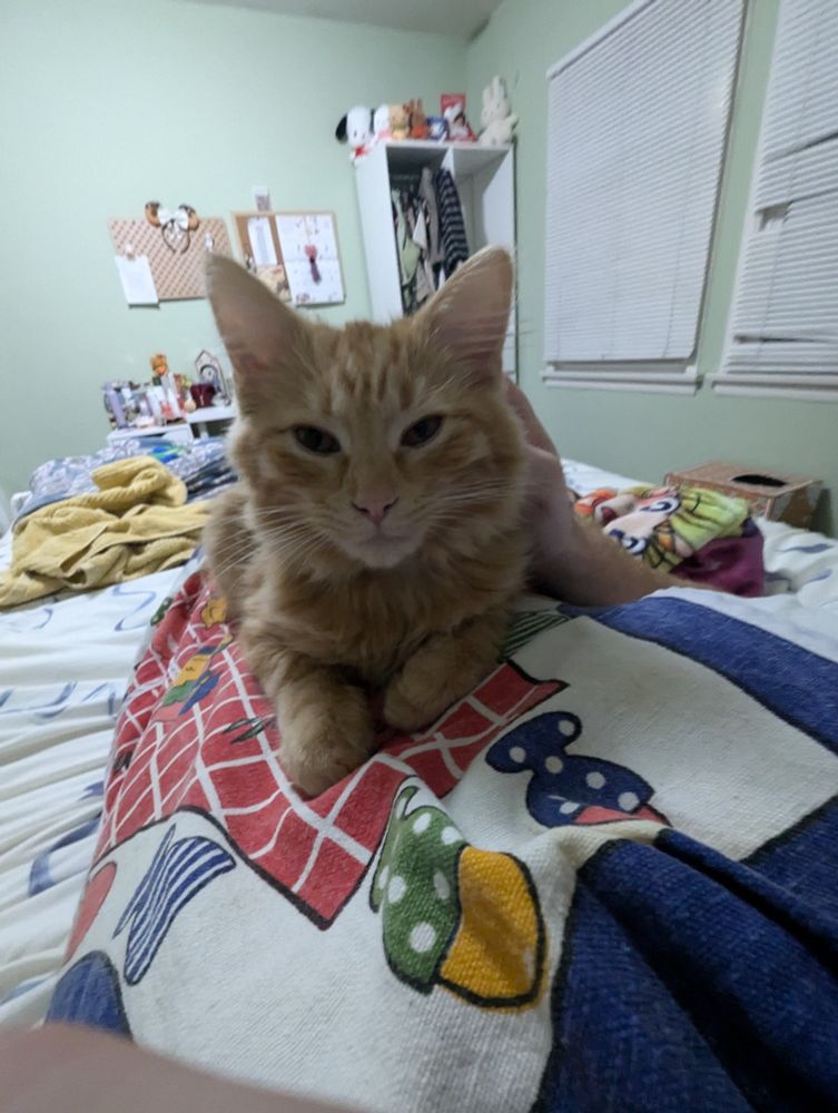 an eepy kitty in me lap make he biscuits