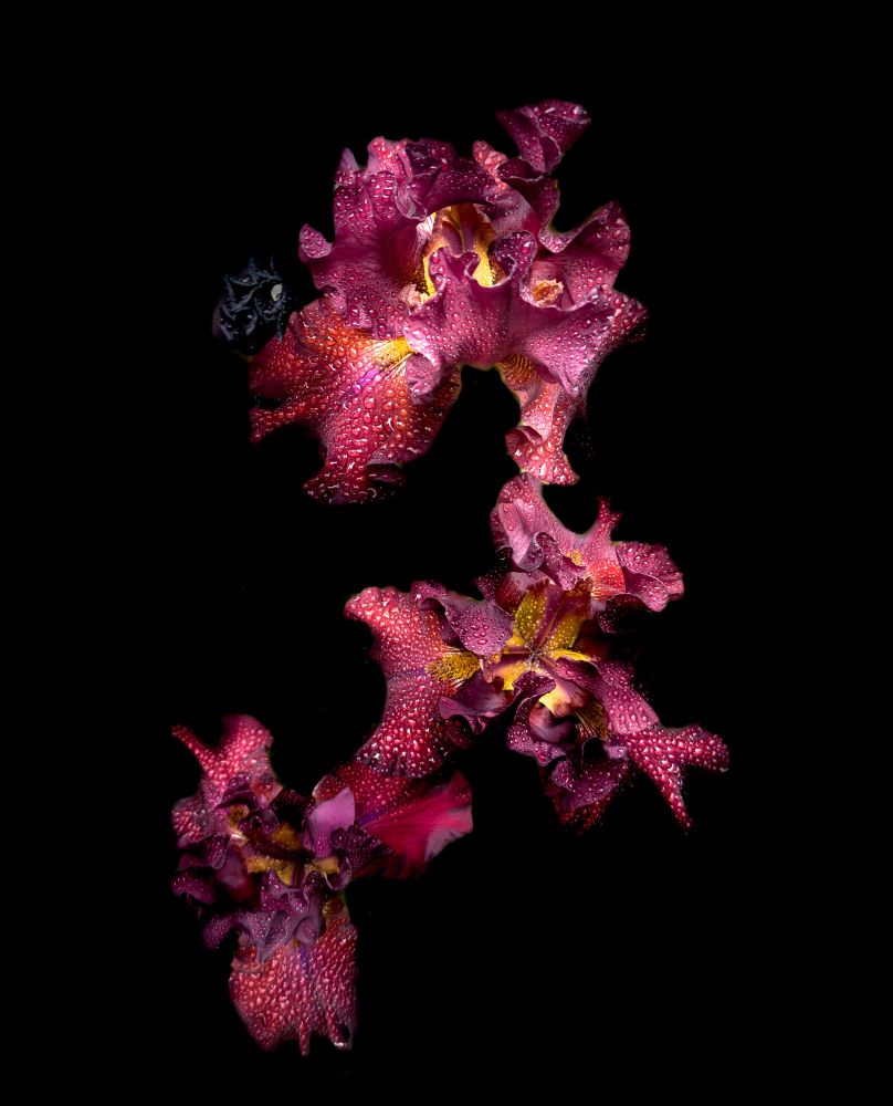 Close-up photo of brown iris blossoms covered in raindrops