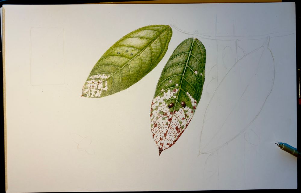 Colored pencil and colored ink drawing of damage done by Chinese Rose Beetles to cacao tree leaves.