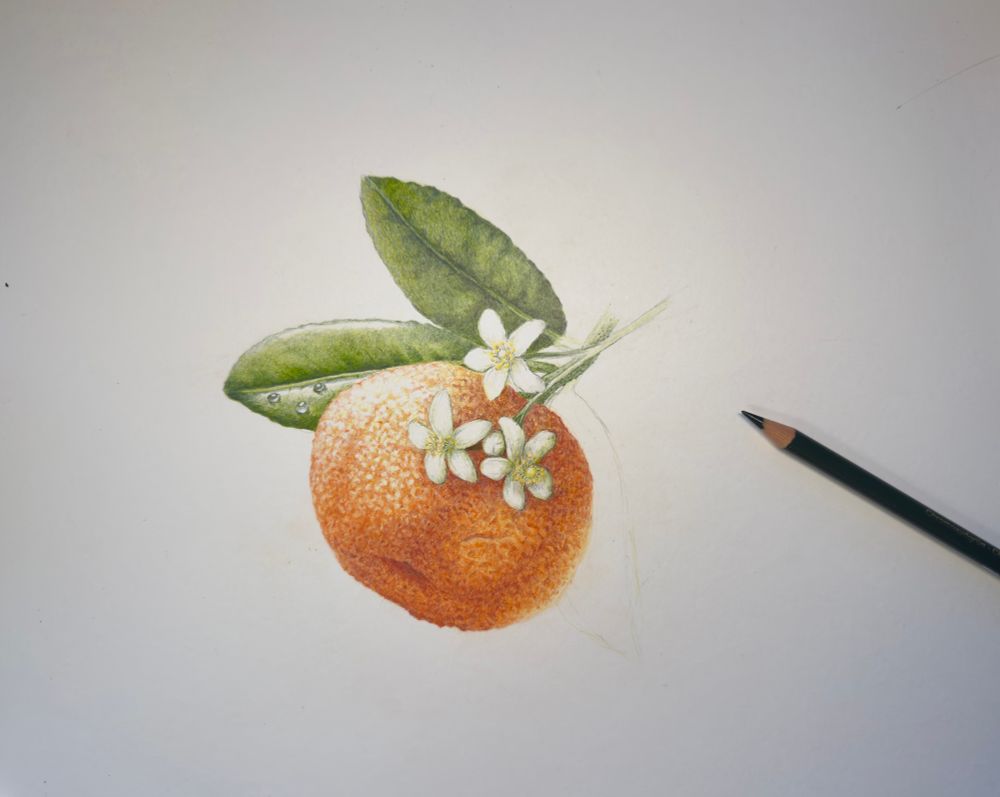Colored pencil drawing of a tangerine and blossoms 