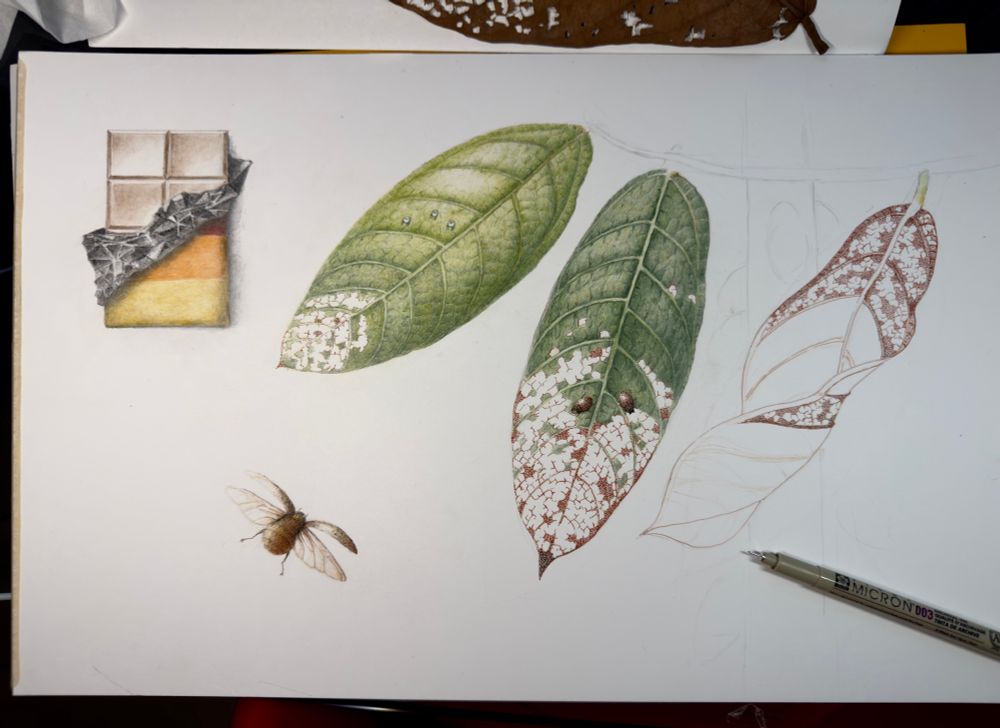 Unfinished drawing of Rose Beetle damage to cacao tree leaves.