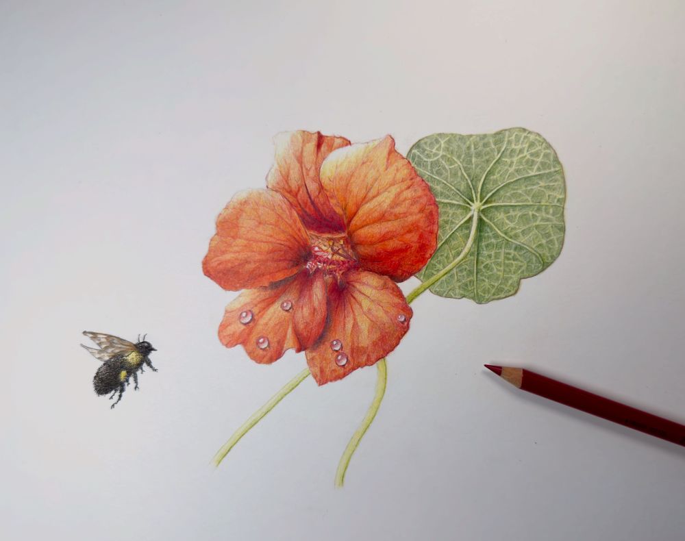 Colored pencil drawing of a nasturtium blossom and leaf with a bumblebee in ink.