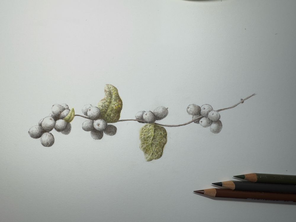 Colored pencil drawing of snowberry (Symphoricarpos)