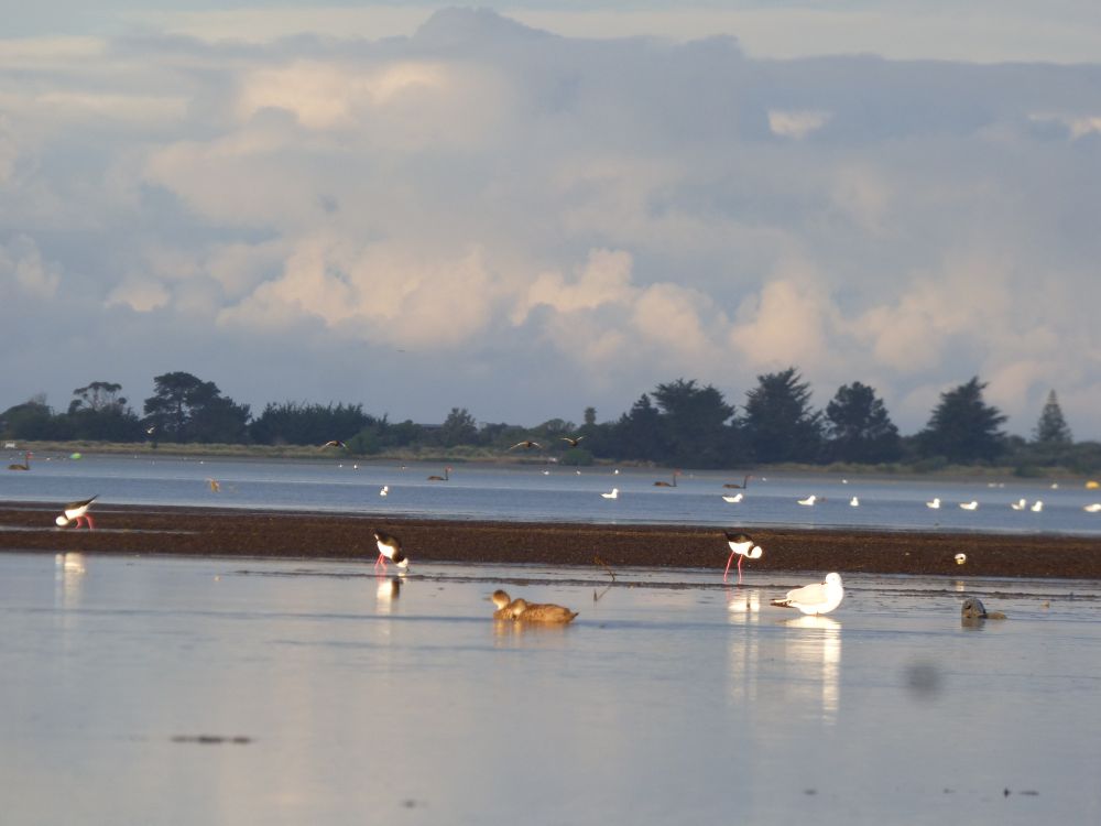 A landscape photograph of an estuary with a variety of shorebird and waterfowl species; there are areas of water and areas of mudflat, with land and sparse, low trees in the background. Behind that, brilliant low clouds are lit up in yellow-purple sunlight which also catches on the slightly textured water.