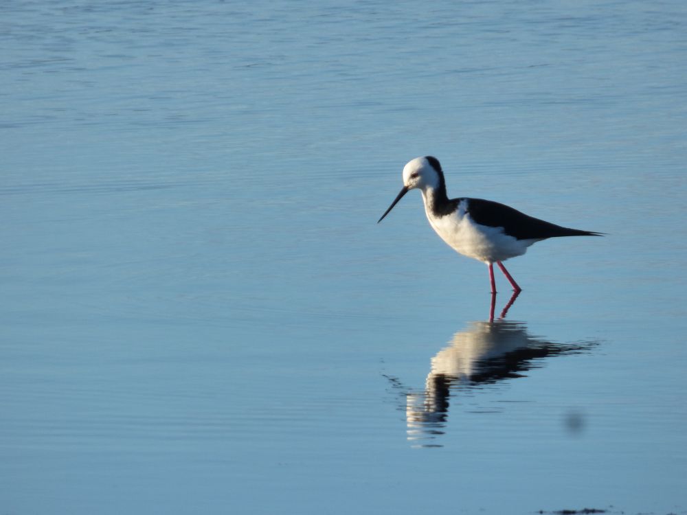 A photograph of a Pied Stilt, or 'Poaka'; a slender white bird with a black neck ruff, wings and tail, as well as a long black beak and long pink legs. It is walking in deep water with it's front lit up by evening sunlight, and it's reflection is mirrored in the rippling water beneath