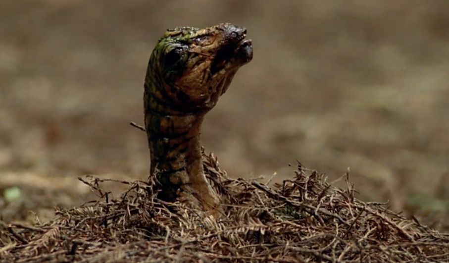 Image from Walking With Dinosaurs (1999), a newly hatched sauropod pushes up through the leaf litter akin to a hatching turtle. The puppet is incredibly detailed and looks like a real animal
